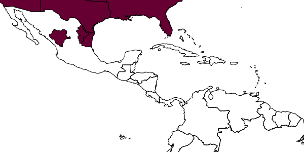 map of Joppidium discolor  coxator   Kasparyan & Ruíz-Cancino, 2005